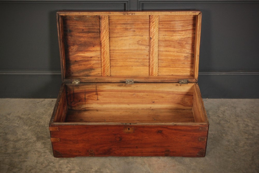 Camphor Wood Trunk View XIII