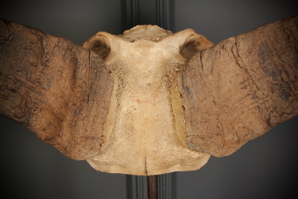 A set of sweeping dark brown buffalo horns attached to a bone skull fragment, elevated on a dark iron display stand. View VI