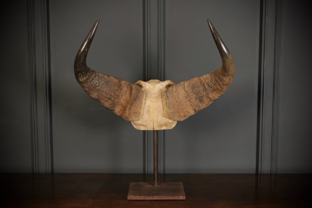 A set of sweeping dark brown buffalo horns attached to a bone skull fragment, elevated on a dark iron display stand.