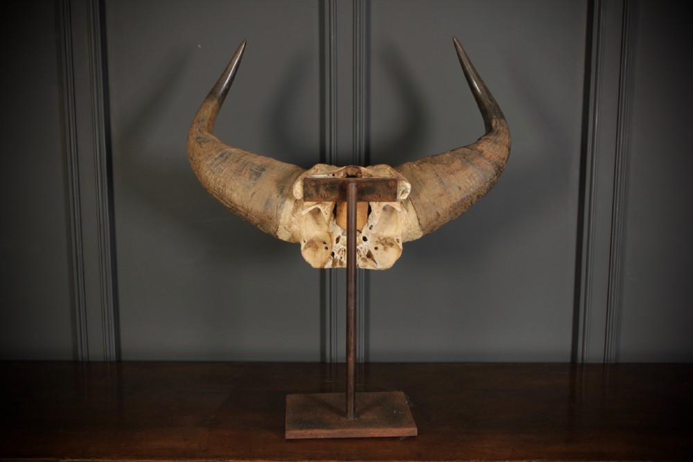 A set of sweeping dark brown buffalo horns attached to a bone skull fragment, elevated on a dark iron display stand. View VII