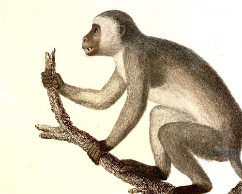 fig 1. An 18th-century natural history print depicting a monkey perched on a branch, displayed within a dark wooden frame with a gilded inner slip.