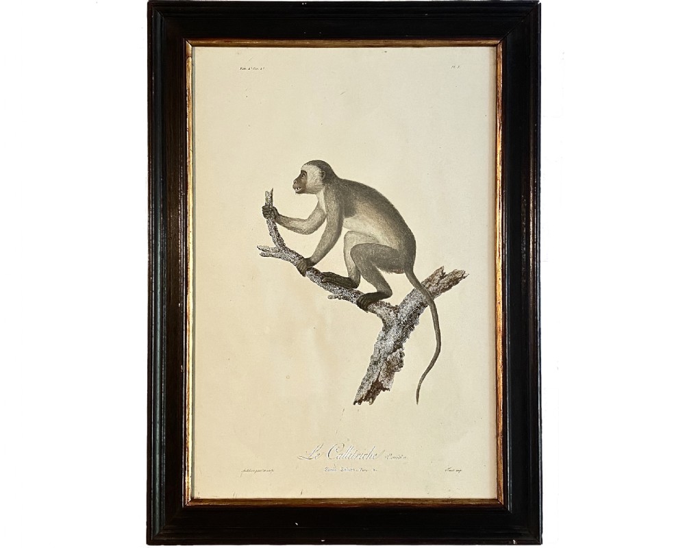 Audebert ‘Le Callitriche’ Antique Monkey Print, circa 1797
