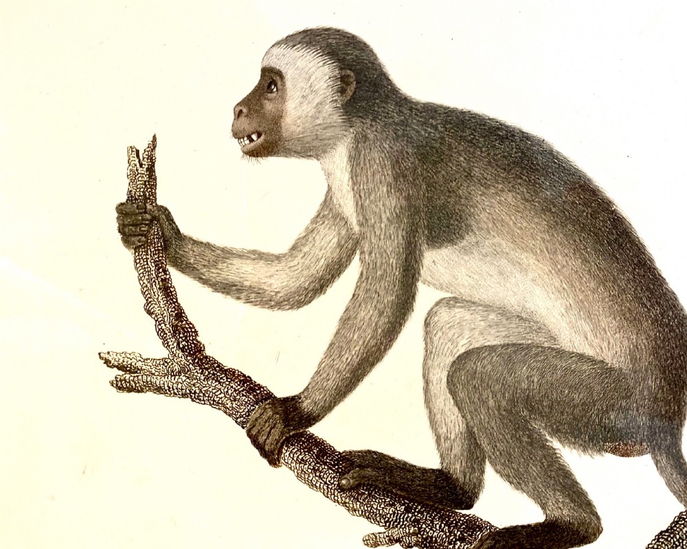 An 18th-century natural history print depicting a monkey perched on a branch, displayed within a dark wooden frame with a gilded inner slip. View II