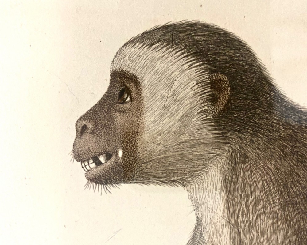 An 18th-century natural history print depicting a monkey perched on a branch, displayed within a dark wooden frame with a gilded inner slip. View III