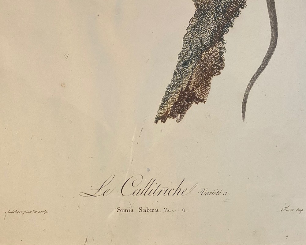 An 18th-century natural history print depicting a monkey perched on a branch, displayed within a dark wooden frame with a gilded inner slip. View IV