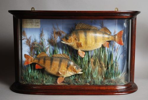 Mid/late 19th Century Taxidermy Pair of Perch