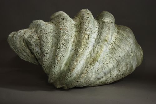 Giant Clam Shell of Large Proportions