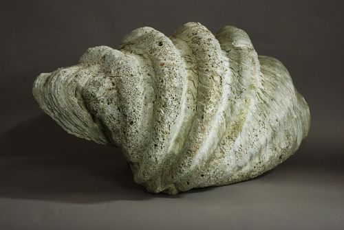 fig 1. Giant clam shell of large proportions