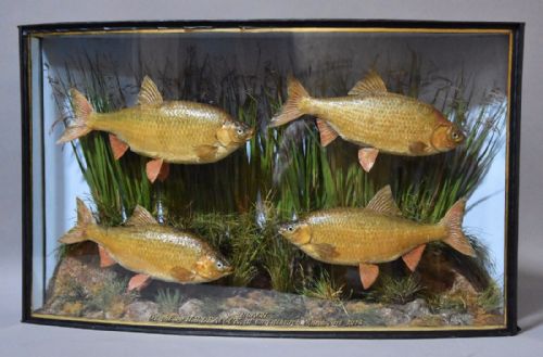 Large Early 20th Century Taxidermy Specimen Bow Front Case of Four Roach