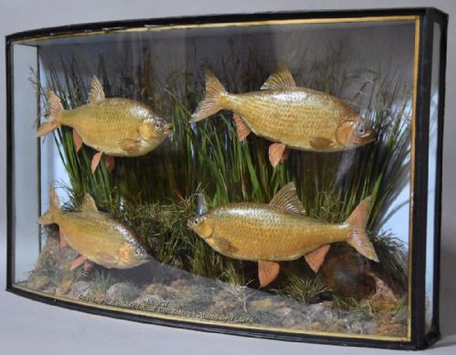 fig 1. Large early 20th century taxidermy specimen bow front case of four roach