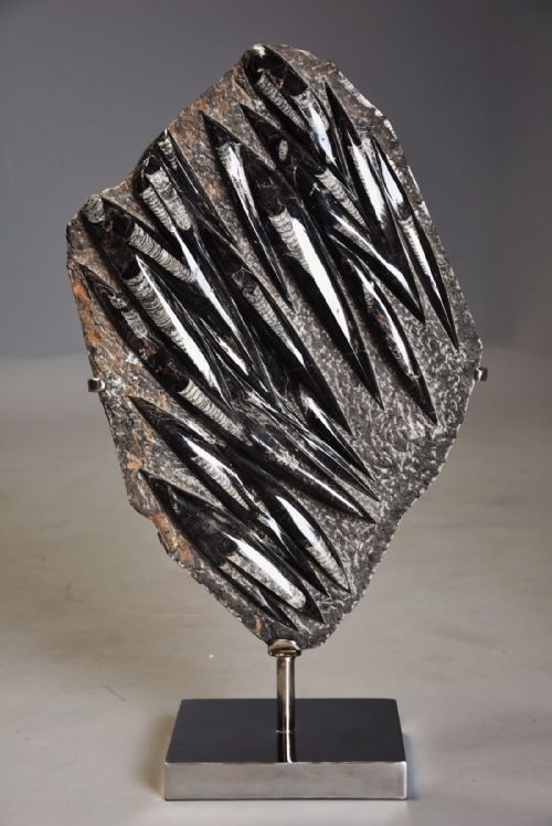 Polished Orthoceras Fossil Mounted on Chrome Base