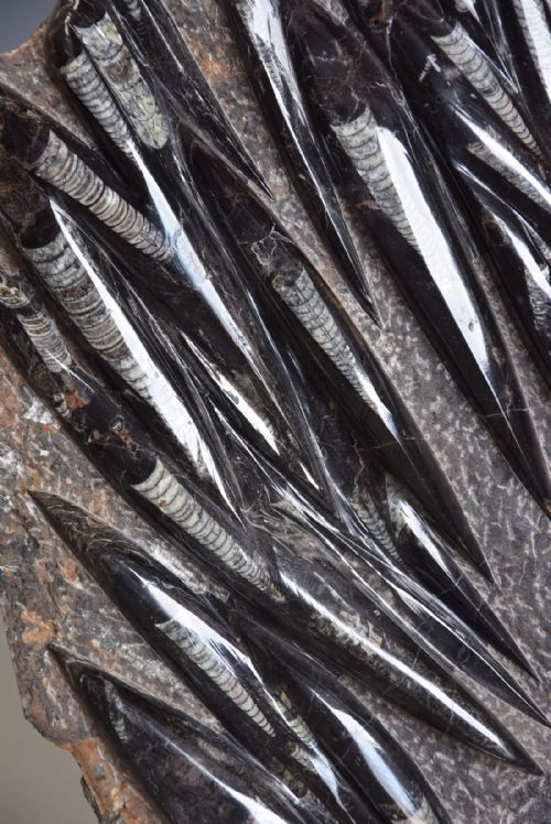 fig 1. Polished Orthoceras fossil mounted on chrome base