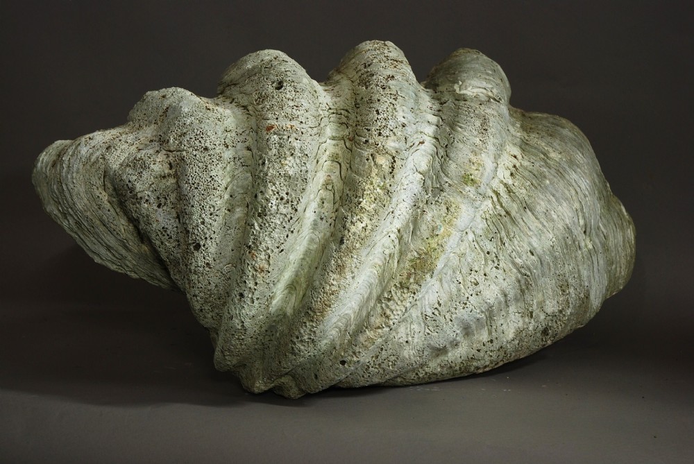 Giant clam shell of large proportions 