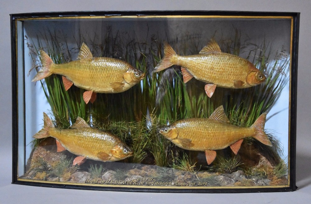 Large early 20th century taxidermy specimen bow front case of four roach