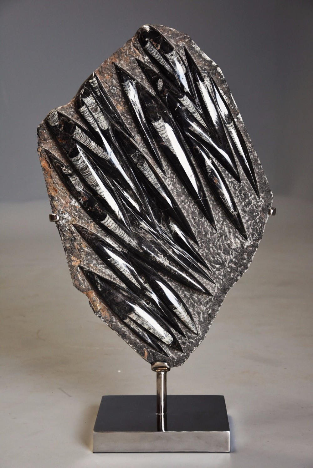Polished Orthoceras fossil mounted on chrome base 