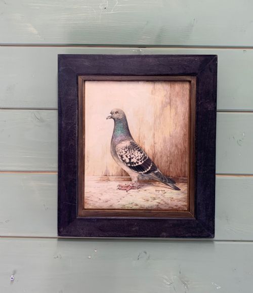 fig 1. A framed watercolour painting depicting a profile view of a racing pigeon against a timber panel backdrop.