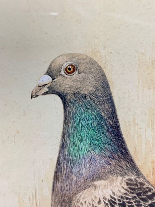 A framed watercolour painting depicting a profile view of a racing pigeon against a timber panel backdrop. View IV