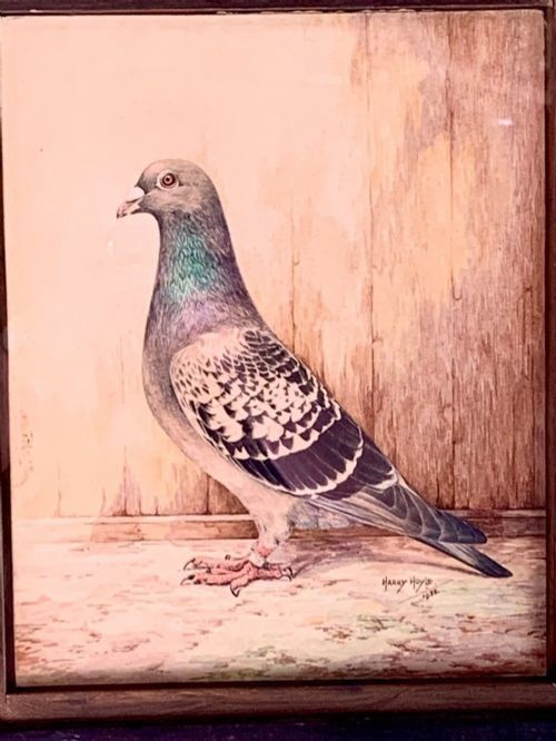 A framed watercolour painting depicting a profile view of a racing pigeon against a timber panel backdrop. View VI