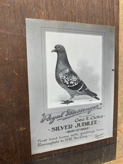 A framed watercolour painting depicting a profile view of a racing pigeon against a timber panel backdrop. View VIII