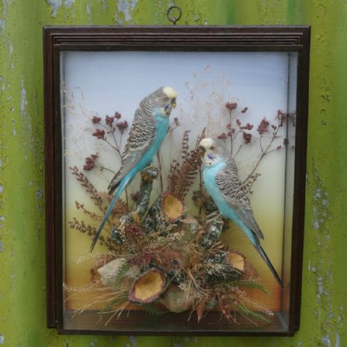 Taxidermy Budgerigars