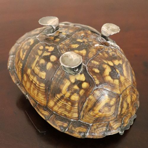 EARLY 19TH CENTURY TURTLE SHELL AND SILVER MOUNTED TABLE SNUFF BOX - ADDITIONAL PHOTO 4