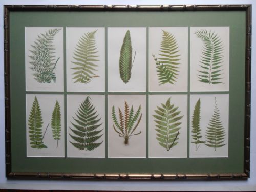 Set of Ten 19thc Prints of Ferns