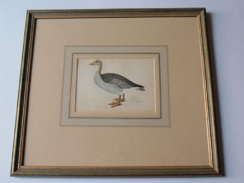 A Set of Four Colour Aquantints of Ducks and Geese