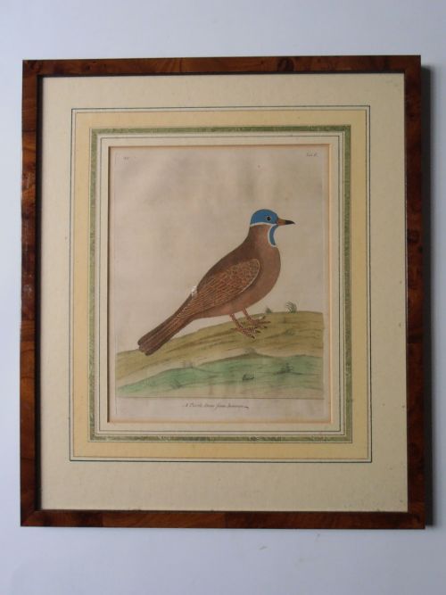 Eleazer Albin Four C18thc Hand Coloured Engravings of Birds