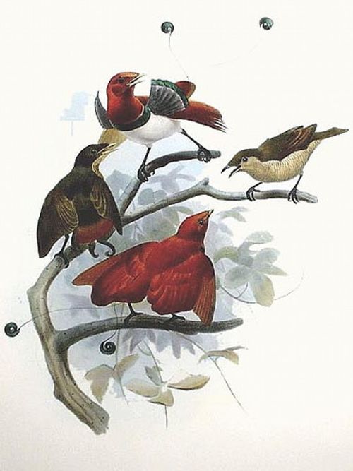 fig 2. After Joseph Wolf & J Smit Two coloured lithographs 19th century