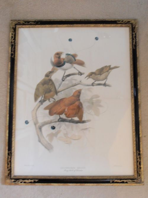 After Joseph Wolf & J Smit Two Coloured Lithographs 19th Century