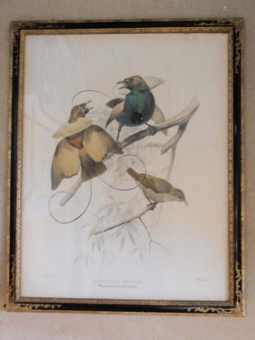 fig 1. After Joseph Wolf & J Smit Two coloured lithographs 19th century