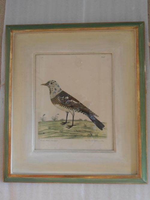 After Eleazar Albin - A Set of Six 19c Coloured Prints