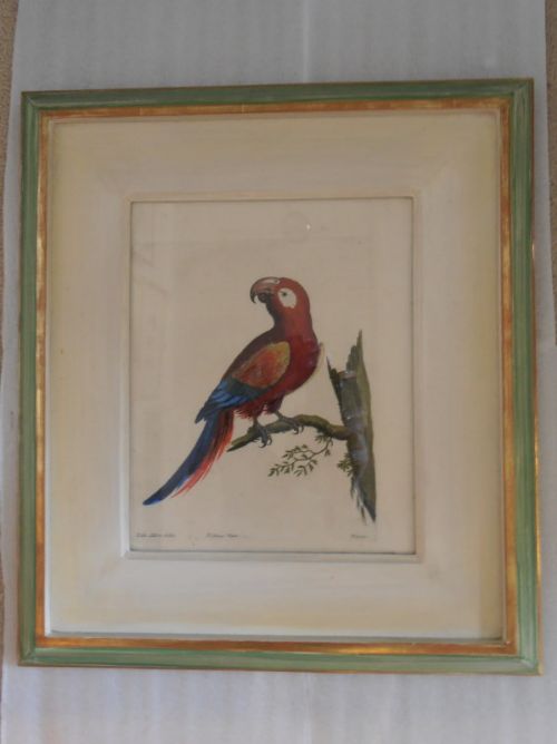 fig 1. After Eleazar Albin - A Set of Six 19c Coloured Prints