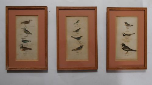 Set of Six 19thc Bird Engravings