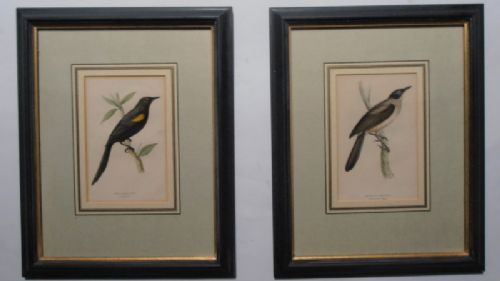 Set of Six Coloured Bird Lithographs
