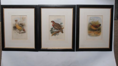 Set of Three Bird Coloured Aquatints