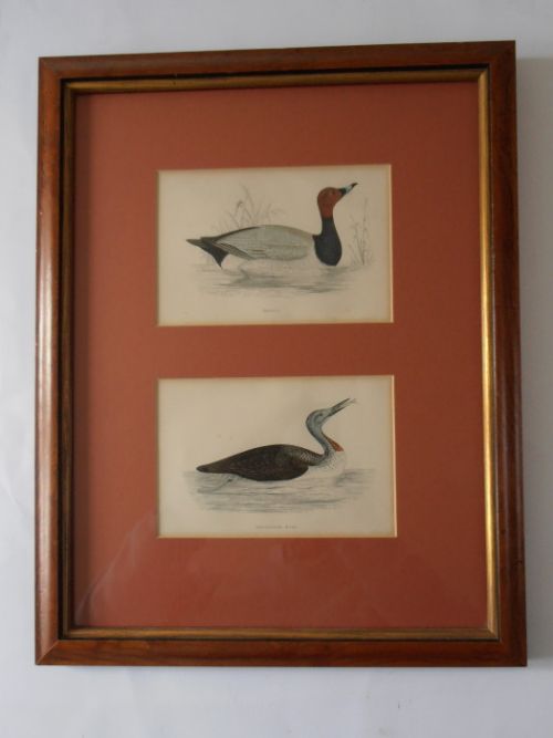 A Set of Four Pairs of Duck 19thc Engravings