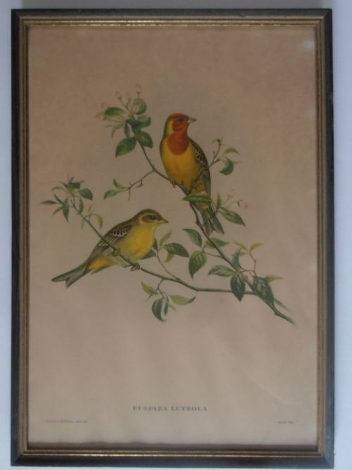 A Set of Six Mr Goulds Tropical Framed Bird Prints (Set 2)