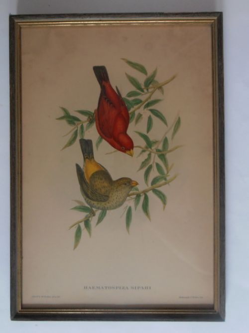 A Set of Eight Mr Goulds Tropical Framed Bird Plates (Set 1)