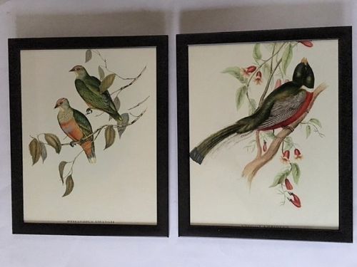 A Set of Six Mr Goulds Tropical Framed Bird Plates