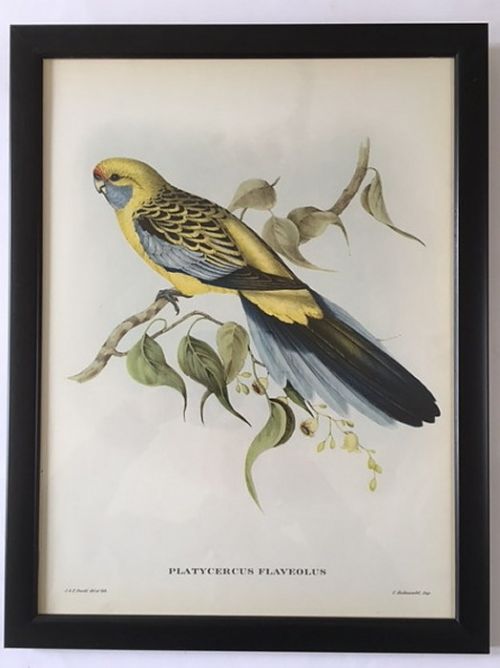 A Fabulous Set of Six Mr Goulds Tropical Framed Bird Prints