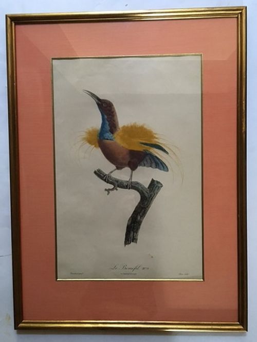 After Jacques Barraband (1767-1809) Set of Six Coloured Lithographs of Exotic Birds