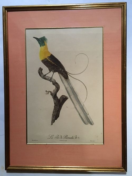 fig 1. After Jacques Barraband (1767-1809) Set of Six Coloured Lithographs of Exotic Birds