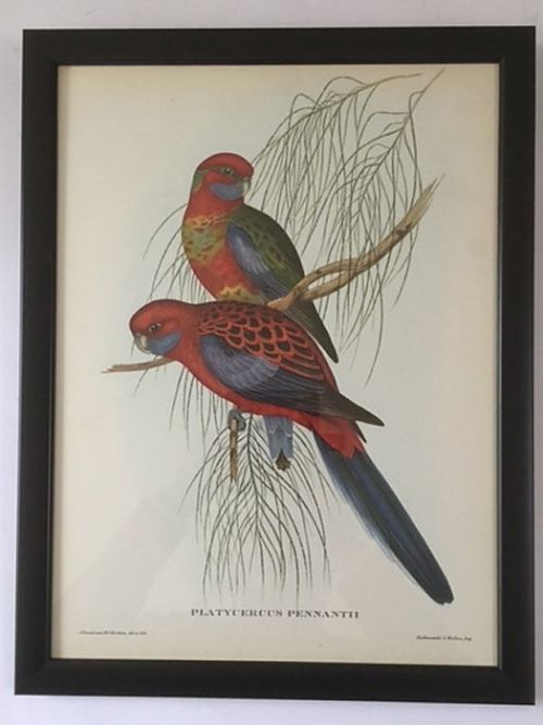 A Set of Six Mr Goulds Tropical Framed Bird Prints