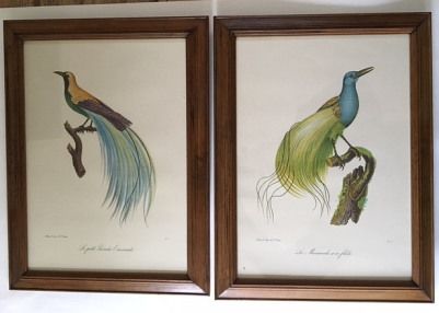 After Louis Piere Vieillot - Set of Four Bird Lithographs