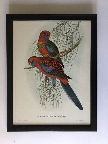 A Set of Six Mr Goulds Tropical Framed Bird Prints