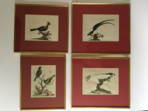 A Set of Four Coloured Bird Illustrations, Highly Decorative in Red Mounts.