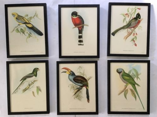 A Set of Six Mr Goulds Tropical Framed Bird Prints