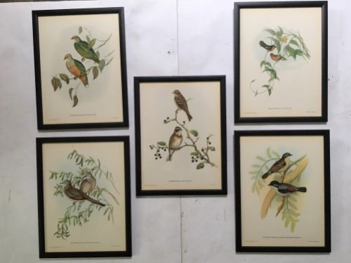 A Set of Five 'Two Bird' from Mr Goulds Tropical Framed Bird Plates