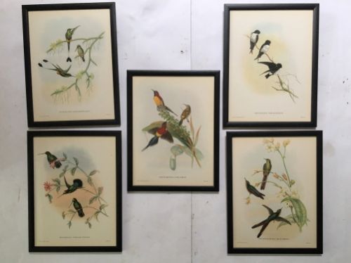 A Set of Five 'Three Bird' Tropical Bird Plates Taken from Mr Goulds Tropical Birds Book of 1955